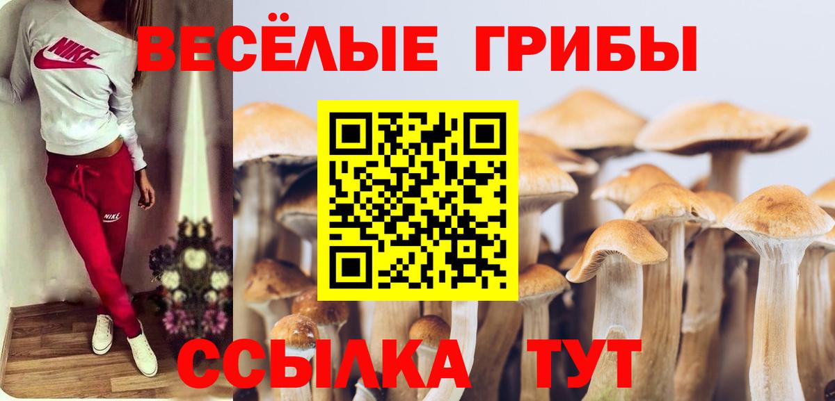 Псилоцибиновые грибы Psilocybe Краснокаменск